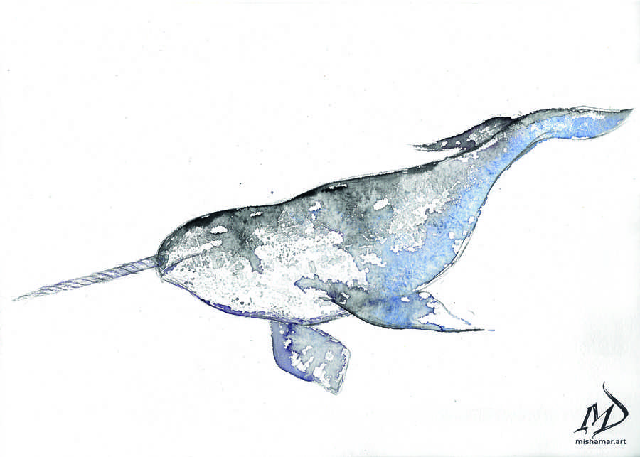 Narwhal print