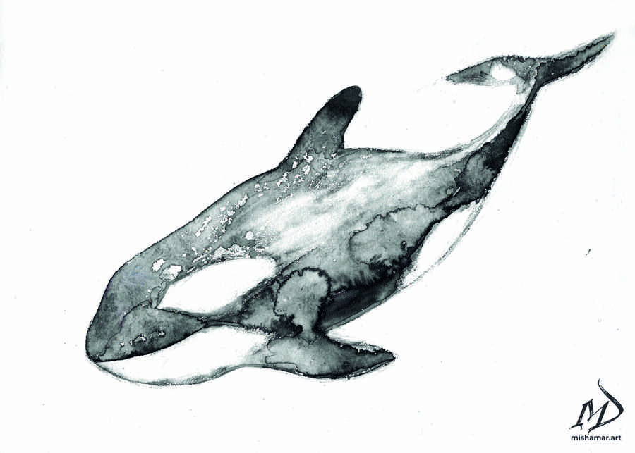 Orca print